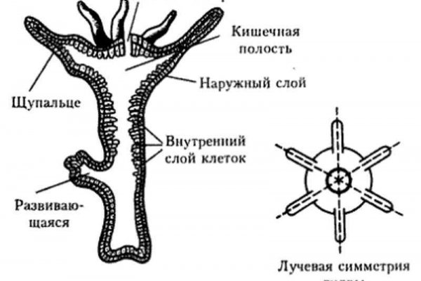 Кракен тор kr2web in